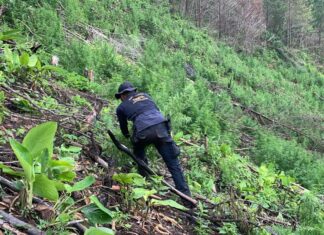 La Policía Nacional asegura cuatro manzanas de tierra con al menos 78 mil arbustos de marihuana en Olancho