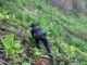 La Policía Nacional asegura cuatro manzanas de tierra con al menos 78 mil arbustos de marihuana en Olancho
