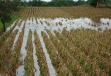 Las lluvias provocan pérdidas del 30% de granos básicos y hortalizas en Honduras