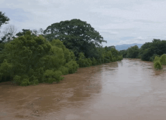 Crecida del río Chamelecón deja pérdidas de cultivos en Choloma