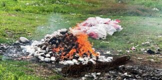 Fuerzas Armadas incineran 61 paquetes de marihuana decomisados en Choluteca