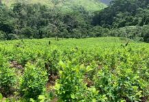 En un 790 % aumenta la erradicación de plantaciones de coca este año en Honduras