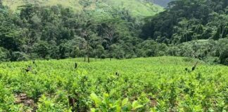 En un 790 % aumenta la erradicación de plantaciones de coca este año en Honduras
