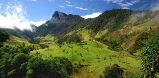 Colombia bate su propio récord de cultivo de coca, según informe de la ONU