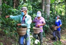 La falta de mano de obra continúa siendo la mayor preocupación del sector cafetalero en Honduras