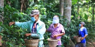 La falta de mano de obra continúa siendo la mayor preocupación del sector cafetalero en Honduras
