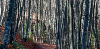 La FAO pide mejorar productividad forestal ante futuro aumento en la demanda de madera
