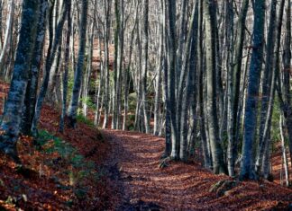 La FAO pide mejorar productividad forestal ante futuro aumento en la demanda de madera