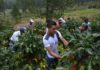 La mayor preocupación del sector cafetalero en Honduras es la falta de mano de obra
