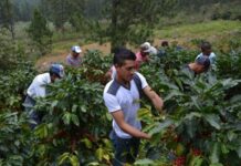 La mayor preocupación del sector cafetalero en Honduras es la falta de mano de obra