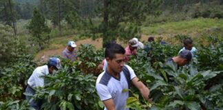 La mayor preocupación del sector cafetalero en Honduras es la falta de mano de obra