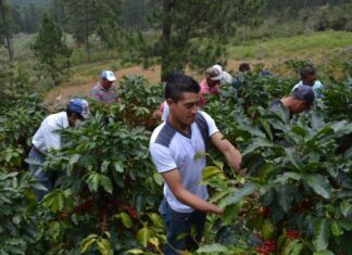 La mayor preocupación del sector cafetalero en Honduras es la falta de mano de obra