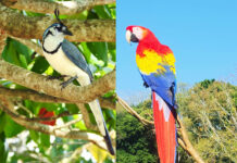 Ciudad de Copán Ruinas celebrará el «Festival de Aves» del 25 al 27 de noviembre