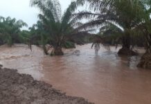 Productores de palma africana en Honduras reportan pérdidas enormes tras inundaciones