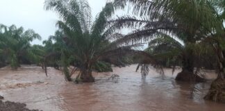 Productores de palma africana en Honduras reportan pérdidas enormes tras inundaciones