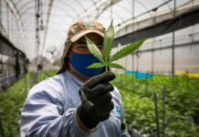 Estados Unidos perdonará a todos los condenados por posesión de marihuana
