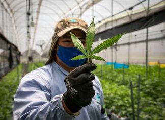 Estados Unidos perdonará a todos los condenados por posesión de marihuana