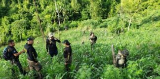 Aseguran plantación de marihuana en El Paraíso
