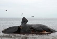 La marea roja causa la muerte de 30 ballenas en la Patagonia argentina