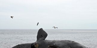 La marea roja causa la muerte de 30 ballenas en la Patagonia argentina