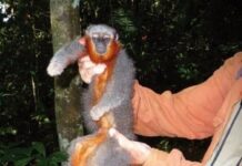 Descubren una nueva especie de mono en la selva Amazónica de Perú