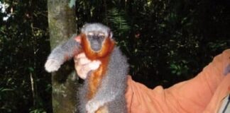 Descubren una nueva especie de mono en la selva Amazónica de Perú