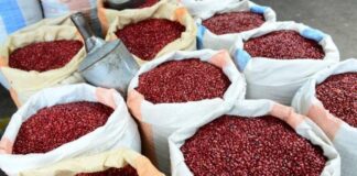 Quintal de frijol aumenta 500 lempiras en bodegas