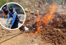 Ministerio Público coordina incineración de 215 libras de marihuana incautada en tres operaciones