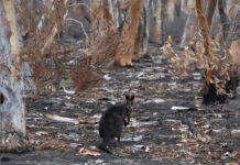 Más de 80 especies en Ucrania están en peligro de extinción por la guerra