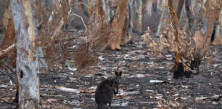 Más de 80 especies en Ucrania están en peligro de extinción por la guerra