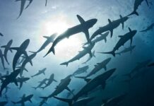 Los atunes se recuperan, pero los tiburones se encaminan a la extinción