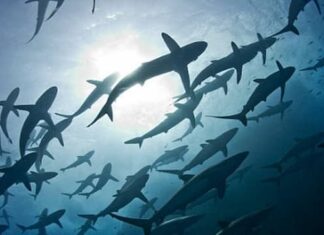 Los atunes se recuperan, pero los tiburones se encaminan a la extinción