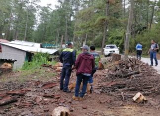 Sentencian a dos ciudadanos que cortaban árboles en La Tigra