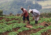 Con un presupuesto de L. 6,589 millones la SAG buscará contribuir a la seguridad alimentaria del país