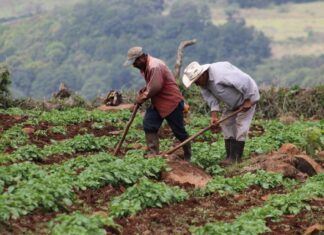 Con un presupuesto de L. 6,589 millones la SAG buscará contribuir a la seguridad alimentaria del país