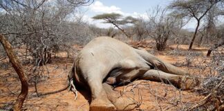 La sequía en Kenia mata a 1.235 animales salvajes, incluidos 205 elefantes