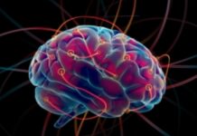 El cerebro infantil está programado para aprender más rápido que los adultos