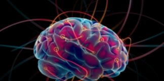 El cerebro infantil está programado para aprender más rápido que los adultos