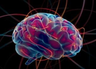 El cerebro infantil está programado para aprender más rápido que los adultos