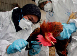 La OMS confirma los dos primeros casos de gripe aviar en humanos en España