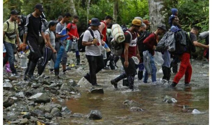 migrantes des