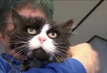 Gatita que estuvo perdida 10 años en Nueva York vivirá ahora en España