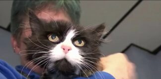 Gatita que estuvo perdida 10 años en Nueva York vivirá ahora en España