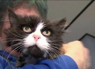 Gatita que estuvo perdida 10 años en Nueva York vivirá ahora en España