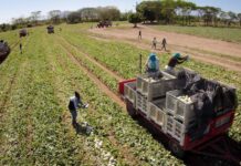 Honduras envía a Taiwán el primer contenedor con 1,820 cajas de melón