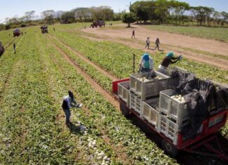 Honduras envía a Taiwán el primer contenedor con 1,820 cajas de melón