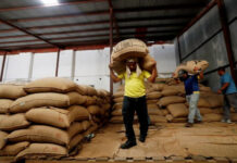 Exportaciones de café hondureño bajan 51 % en más de 2 meses del ciclo actual