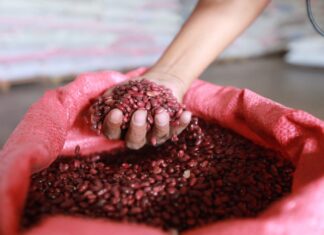 Importaciones de frijoles seguirán en aumento, advierten productores