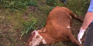 Confirman dos casos de rabia bovina en Santa Ana, Francisco Morazán