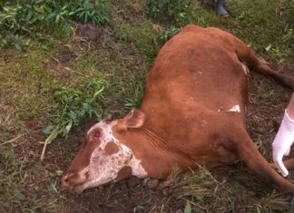 Confirman dos casos de rabia bovina en Santa Ana, Francisco Morazán